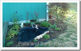 Polly plays in the new cat garden.